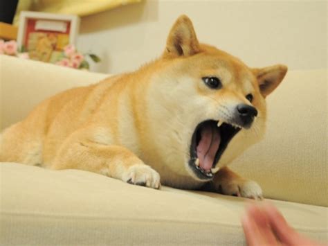 Angry Doge : r/doge