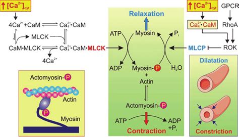 Role Of Myosin Light Chain Kinase In Smooth Muscle Contraction