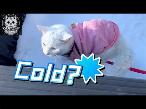 How To Keep Cats Warm In Chilly Weather Meow Guide For Keeping Your