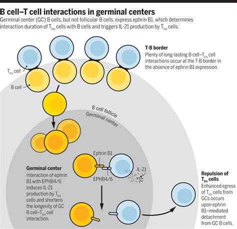 Repulsive Behavior In Germinal Centers Science