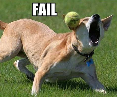 Fetch Fail 25 Funny Dog Pictures With Captions Dog Fails Funny Dogs