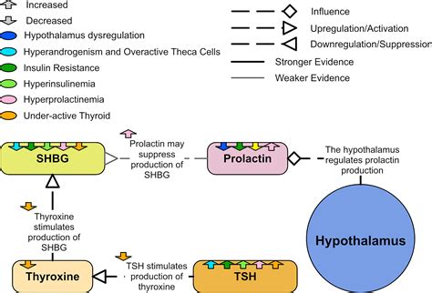 Frontiers A Review Of The Hormones Involved In The Endocrine