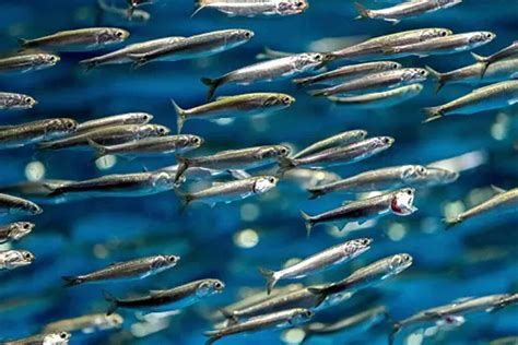 Anchoas pequeños peces Secretos Del Sur