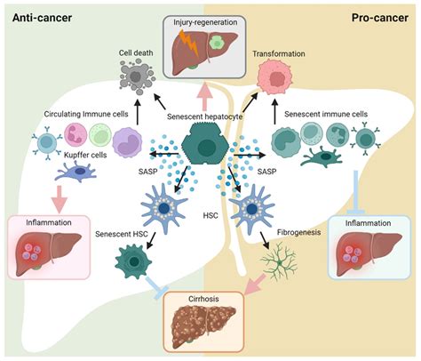 Cellular Senescence In Hepatocellular Carcinoma Encyclopedia Mdpi