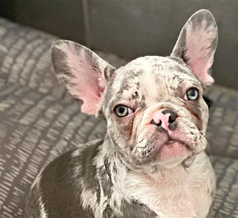 The Merle French Bulldog - Exotic Rare French Bulldog Color