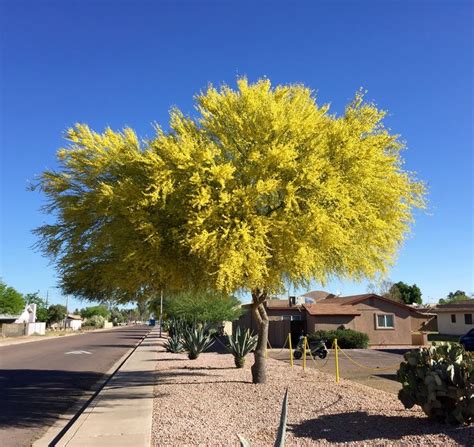 Blooming Palo Verde Tree Naturaleza Los Originales