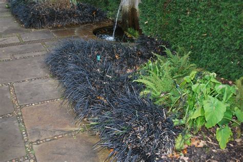 Black Mondo Grass How To Grow And Care Ophiopogon Planiscapus