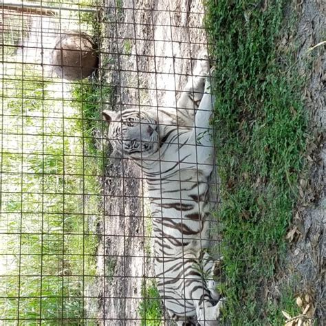 Big Cat Rescue Tampa Fl Top Tips Before You Go With Photos