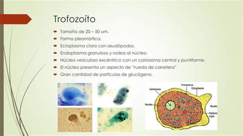 Amebiasis Parasito Por La Cual Se Causa Espdf