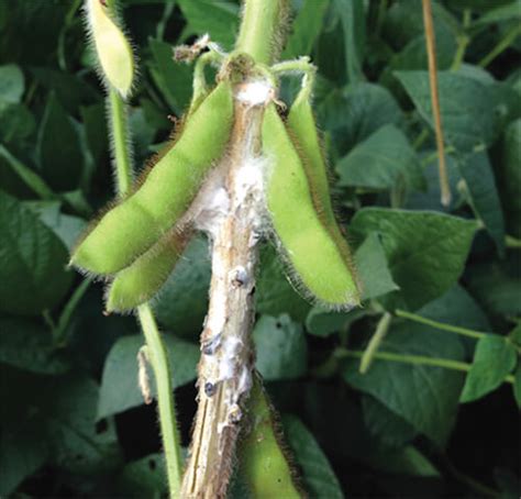 Pesticide Impact On White Mold Sclerotinia Stem Rot And Soybean Yield