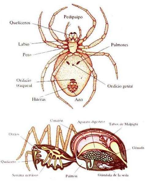 Partes De La Ara A