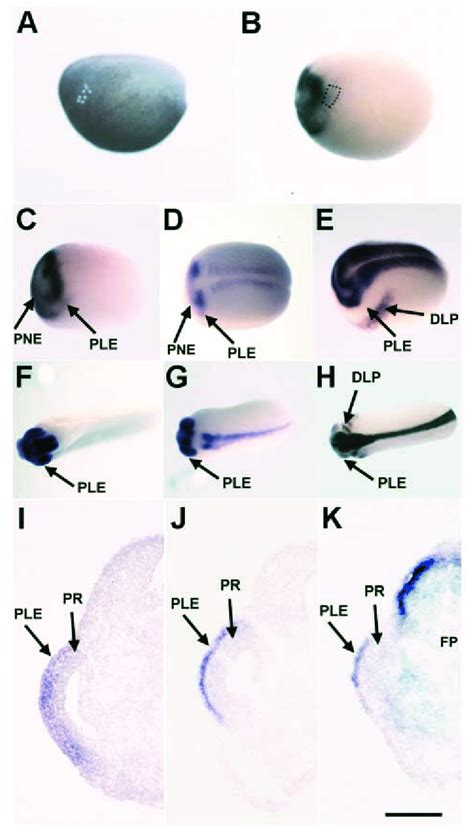 Expression Of Genes In The Xenopus PLE A Fate Map At Stage 14 15