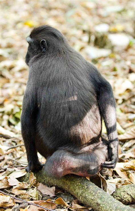 Crested Black Macaque wallpapers, Animal, HQ Crested Black Macaque ...