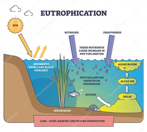 Eutrophication Process Explanation And Water Pollution Stages Outline