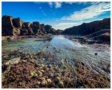 Featured Research | Cabrillo Marine Aquarium