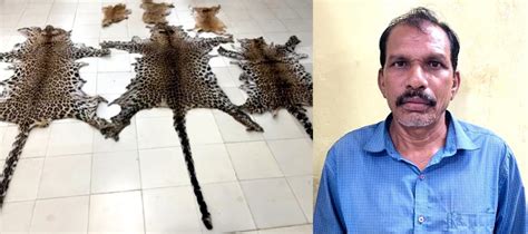 Odisha Police Seizes Leopard Deer Skins Ibtimes India