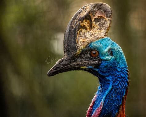 Cassowary Stock Photo Image Of Native Colorful Australia 2616548