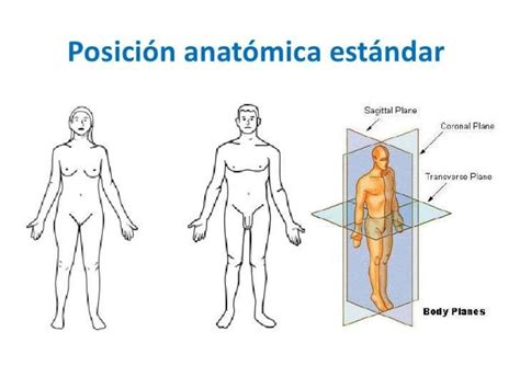 Planos Anatomicos