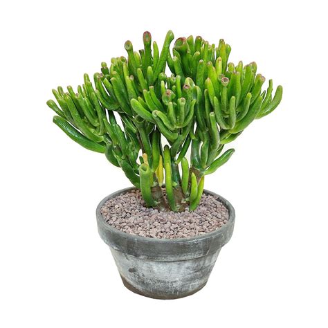 Crassula Ovata Gollum — Plant Wholesale Floraccess