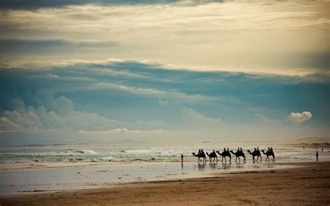 Wallpaper Caravan Camels Sea Coast Sky Clouds 2560x1600