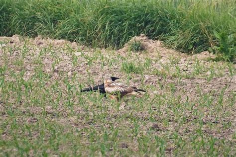 Rabenkrähe friedlich miteinander auf dem Feld Freundschaf Flickr