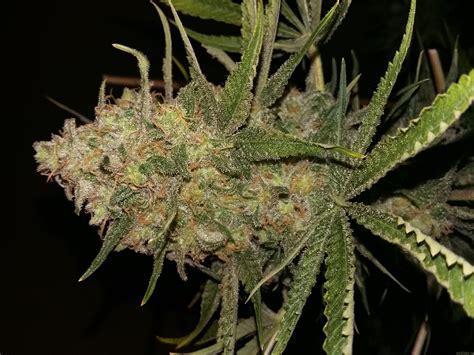 Strain-Gallery: Purple Bud (White Label) PIC #03051772602062091 by ...