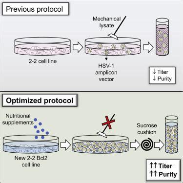 Enhanced Production Of Herpes Simplex Virus Amplicon Vectors By Gene