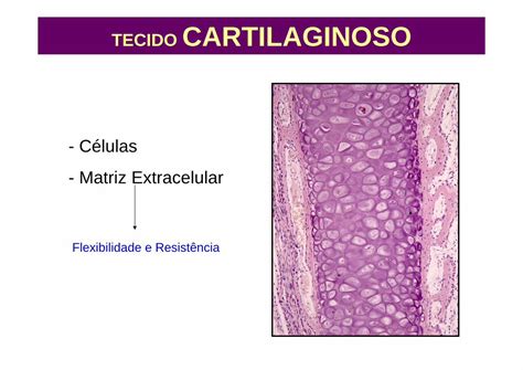 Pdf Tecido Cartilaginoso Células Matriz Extracelular · Cartilagem Hialina Localização