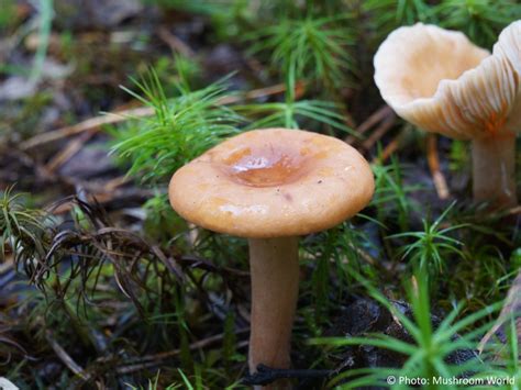 Lactarius Tabidus Mushroom World