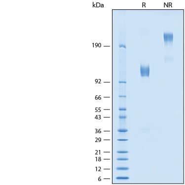 Recombinant Cyno Rhesus Osteoactivin Gpnmb Fc Protein Cf Ac By