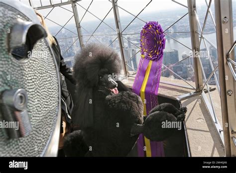 Siba, best in show winner of Westminster Kennel Club dog show, poses ...