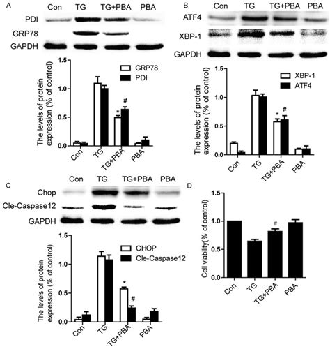 Pba Inhibits Er Stress And Apoptosis In Tg Treated Endothelial Cells Download Scientific