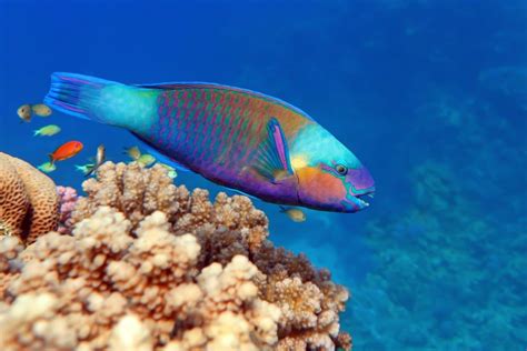 Animals in Coral Reefs: A Concise Overview of Diverse Species