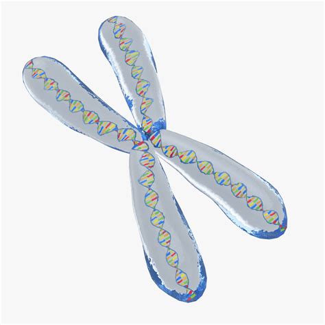 chromosome 3d model