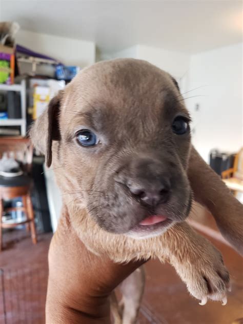 Bully Kutta Puppies For Sale | Laveen Village, AZ #341192