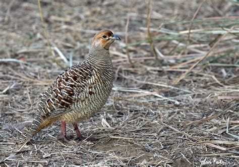 Grey Francolin | Northern India | Bird images from foreign trips ...