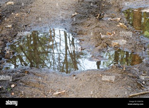 spring forest reflection in pond Stock Photo - Alamy