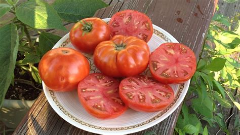 Dwarf Tanunda Red Great Container Growing Tomato Youtube