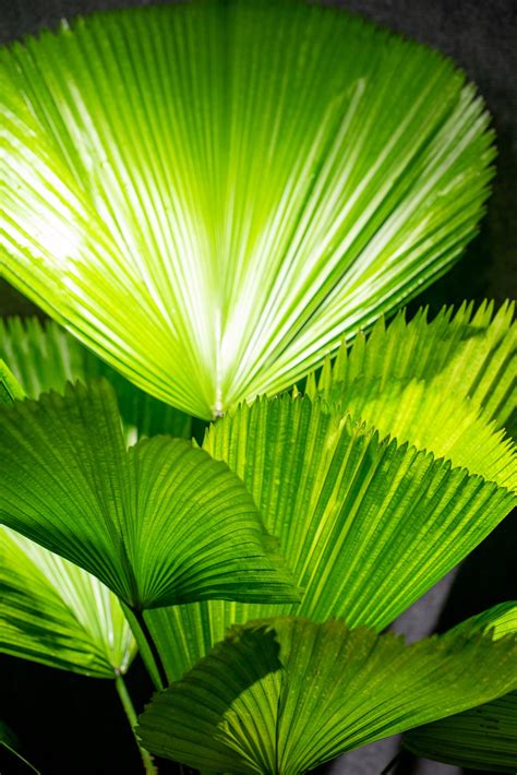 Areca Palm 10 Pot 305 Greenery Inc