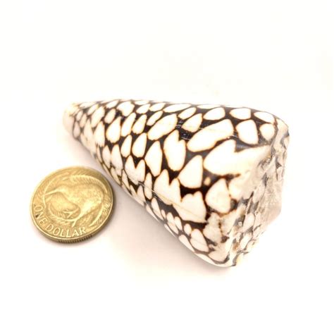 Leopard Shell Seashell Story Kaikoura