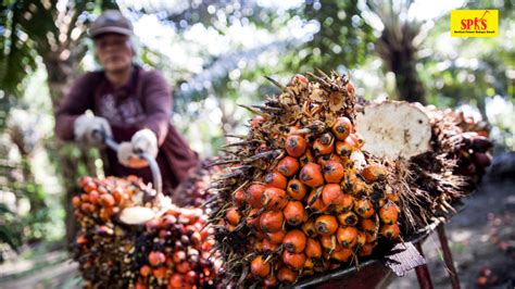 Harga Tandan Buah Segar Kelapa Sawit Hari Ini Pippa Mackay