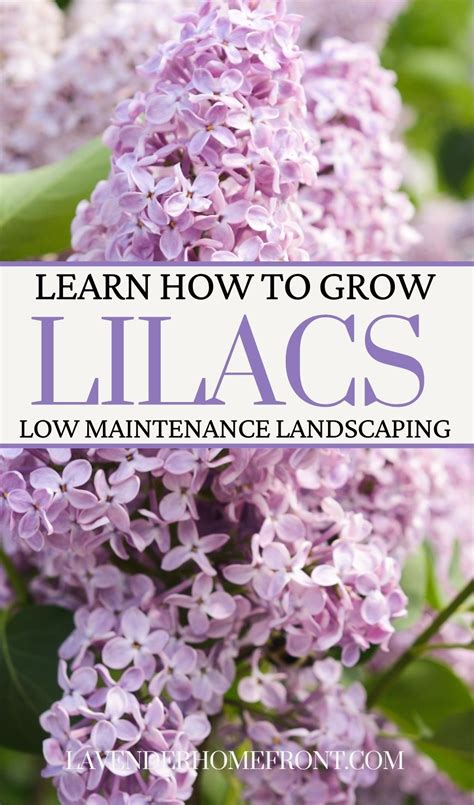 How To Plant And Care For Lilac Bushes Lilac Bushes Pollinator Garden Lilac Tree