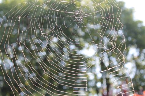 Cobweb Spider Web Free Photo On Pixabay Pixabay