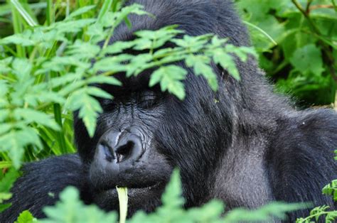 Days Bwindi Holiday Safari Days Gorilla Trekking Bwindi