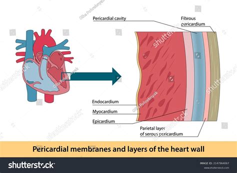 279 The endocardium Gambar, Foto Stok & Vektor | Shutterstock