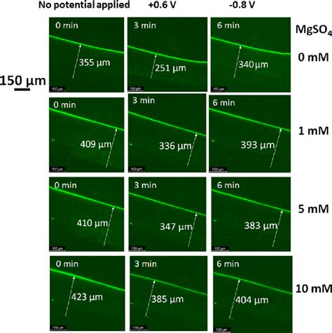 Confocal fluorescence microscopy images showing the mobility of the ...