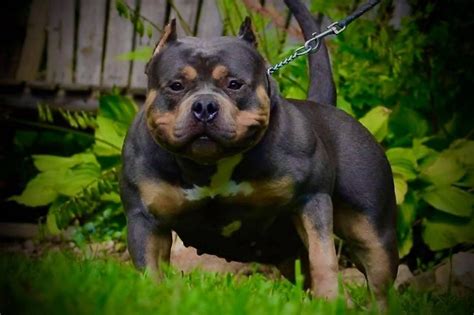 American Bully Tri Color Puppy | 09rosaline