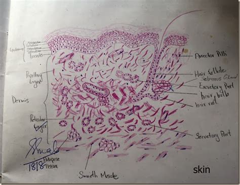 Histology Slides Database: skin high resolution histology diagram