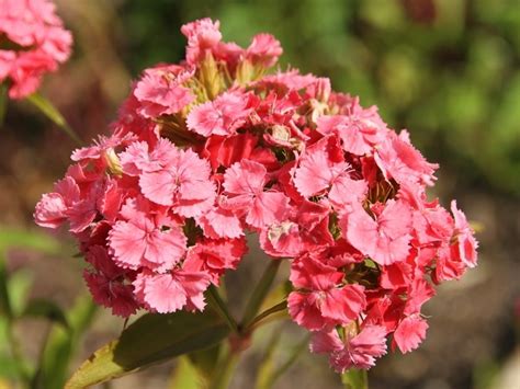 Oeillet De Po Te Fleurs Simples En M Lange Dianthus Barbatus