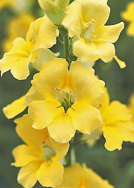 The Chantilly Series Yellow Yellow Snapdragons Annual Flowers